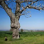 Revigora